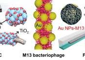Achieving high performance and stability simultaneously: Developing hybrid bio-nanostructures