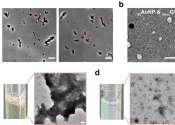 Lab develops smallest free-floating bubbles for medical imaging