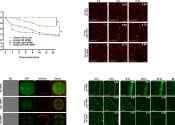 New method uses nanoparticles to reprogram exhausted immune cells