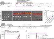 Team identifies a 'forcefield-like' defense system in solid tumors and the genetic elements that can switch it off