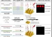 Low-cost nanomaterial technology can detect cancer genes with ultra-high sensitivity