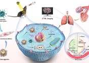Trimetallic-based nanocarriers method shows promise for visualized idiopathic pulmonary fibrosis therapy