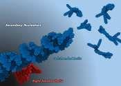 Illuminating the twist: Light-driven inversion of supramolecular chirality