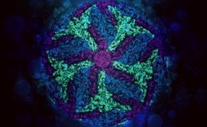 UAlbany Researchers Investigate Unique Properties of Switchback DNA for Nanotechnology Innovations