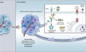 Nanoparticle-Mediated Cuproptosis Enhances Radiotherapy Efficacy