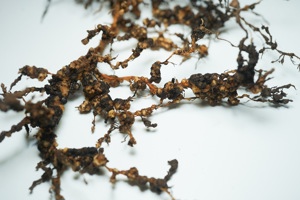 AZO Nano