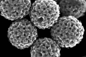 AZO Nano