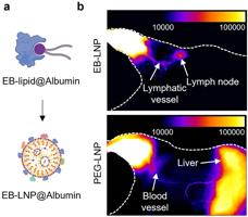 Developing Albumin-Recruiting Nanoparticle for mRNA Vaccines AZO Nano