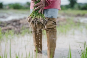 Nano-Biochar Converts Toxic Silver Ions into Stable Nanoparticles within Rice Plants AZO Nano
