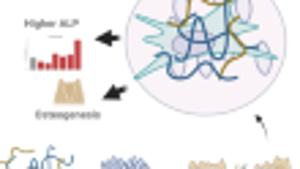 Multifunctional peptide nanofiber coatings enhance bone ...