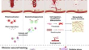 Nanofiber-Based Biomimetic Platforms for Chronic Wound Healing: Recent Innovations and Future Directions