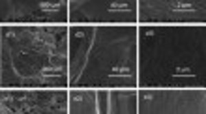 Fabrication of oleophobic membrane by modification of cotton fabric with bacterial cellulose nanofiber