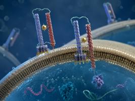 DNA Origami Nanosyringe Pierces and Reseals Membranes  ...