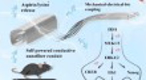 Multi-functional self-powered nanofiber conduit for peripheral nerve regeneration and muscle atrophy prevention