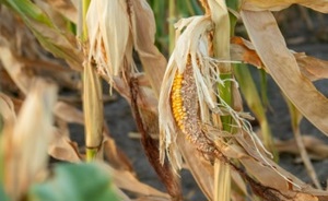 Can Nanotechnology Help Crops Grow With Less Water?