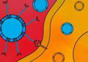 Customizable DNA labels can selectively guide drug carr ...